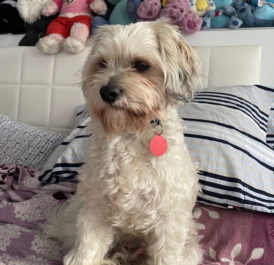 GHOST MALONE - Spaniel / Terrier available for adoption