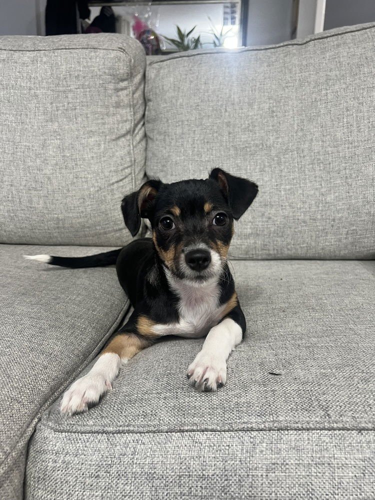 KISSES - Jack Russell Terrier available for adoption