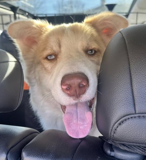 BRAXTON - Golden Retriever / Australian Shepherd available for adoption