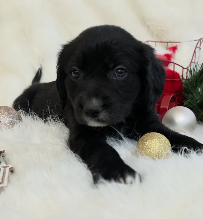 *A HOLIDAY LITTER* HERSHEY