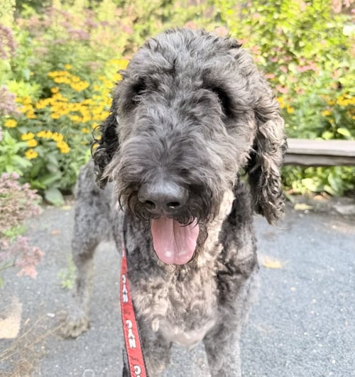 REESE - Poodle (Standard) / Terrier for adoption in Elizabeth