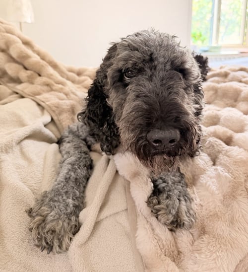 REESE - Poodle (Standard) / Terrier available for adoption