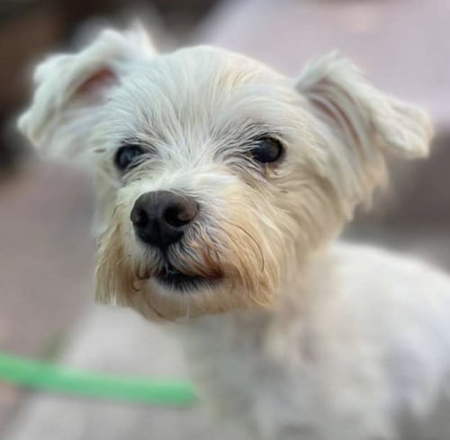 BING BONG - Terrier available for adoption