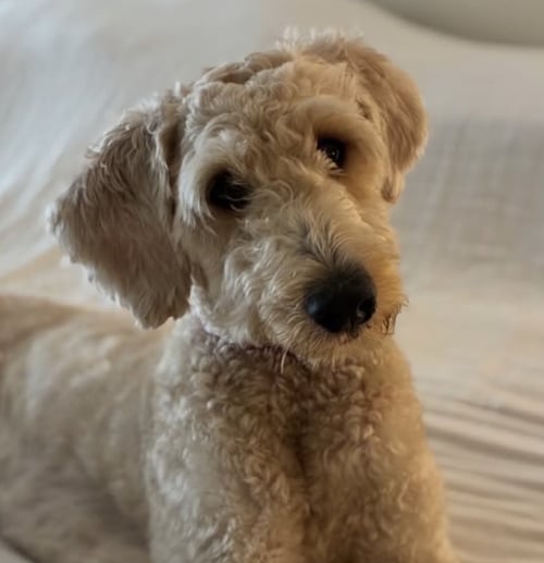 WALLY - Poodle (Standard) / Wheaten Terrier available for adoption