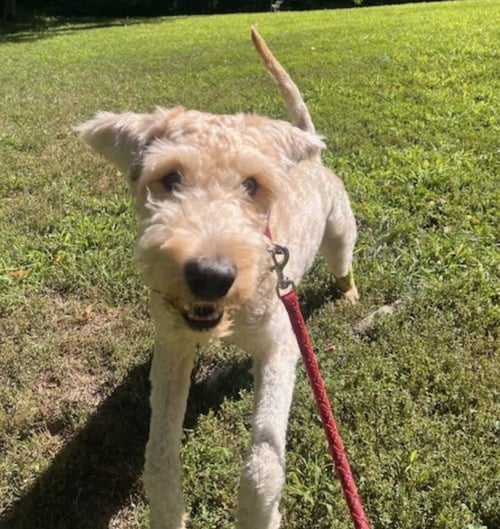WALLY - Poodle (Standard) / Wheaten Terrier available for adoption