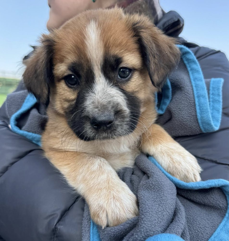 KETTLE CORN - Australian Cattle Dog/Blue Heeler / Australian Cattle Dog/Blue Heeler available for adoption