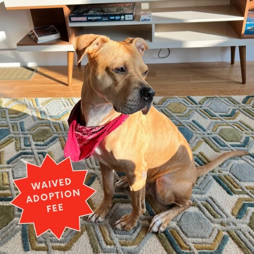 JESSA - Terrier / Pit Bull Terrier for adoption in Elizabeth