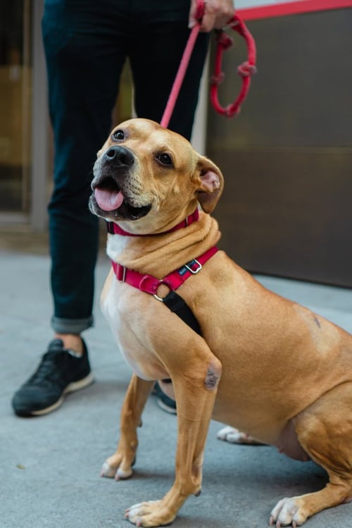 JESSA - Terrier / Pit Bull Terrier available for adoption