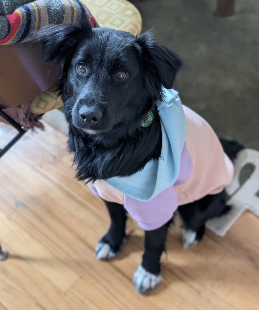 TURBO - Border Collie available for adoption