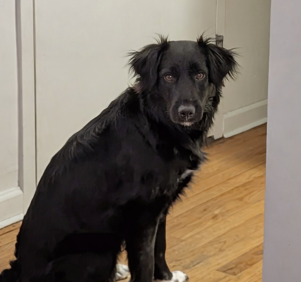 TURBO - Border Collie available for adoption