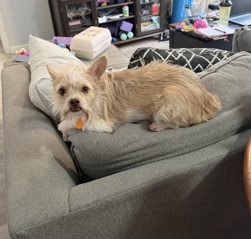 JUSTIN BIEBER - Terrier available for adoption