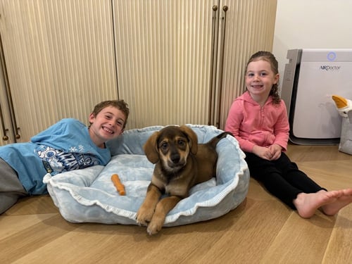 ERLING - Shepherd available for adoption