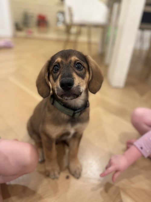 ERLING - Shepherd available for adoption