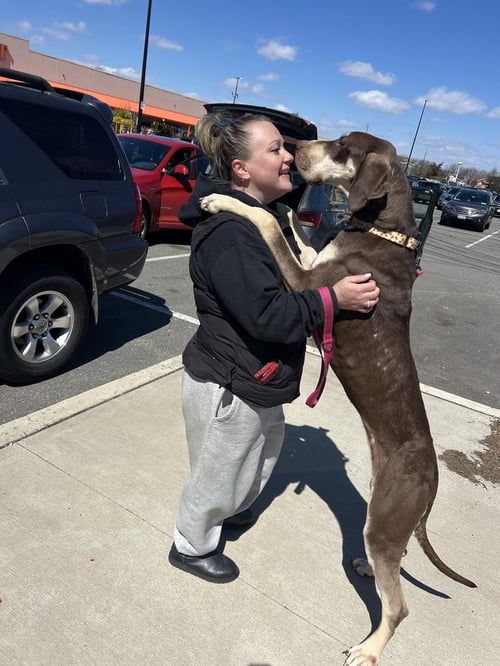 CHEVEE - Great Dane available for adoption