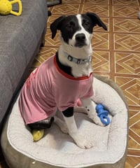 Oreo - Photo 4