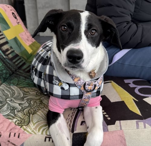 OREO - Hound available for adoption