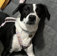 Oreo - Photo 2