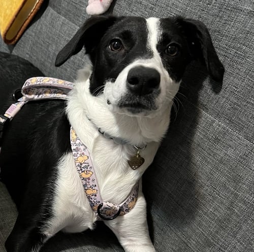 OREO - Hound available for adoption