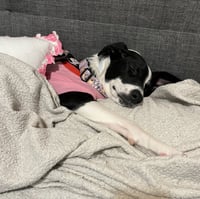 Oreo - Photo 3