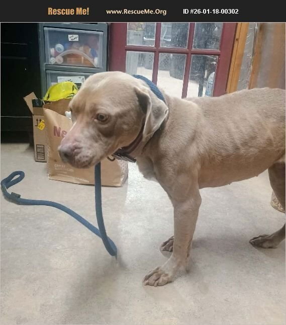 MAYZIE - Pit Bull Terrier available for adoption