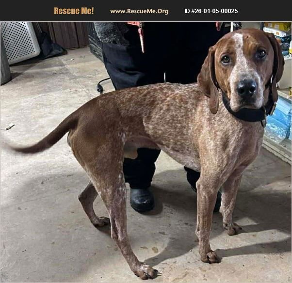 SMOKEY - Coonhound available for adoption