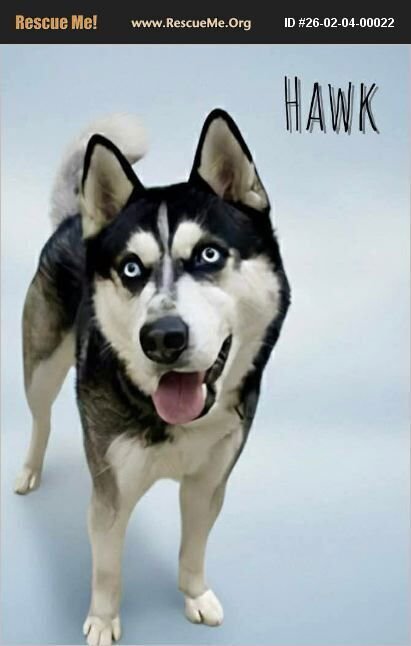 HAWK - Siberian Husky available for adoption