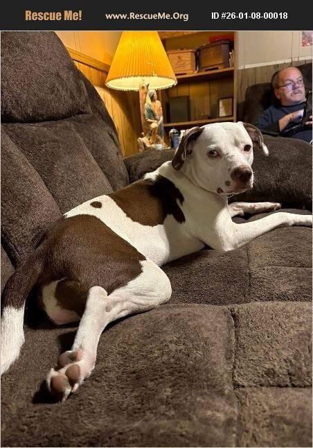 PRINCESS - Pit Bull Terrier available for adoption