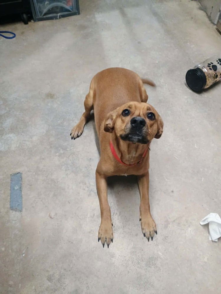 ROSEY - Labrador Retriever / Pit Bull Terrier available for adoption