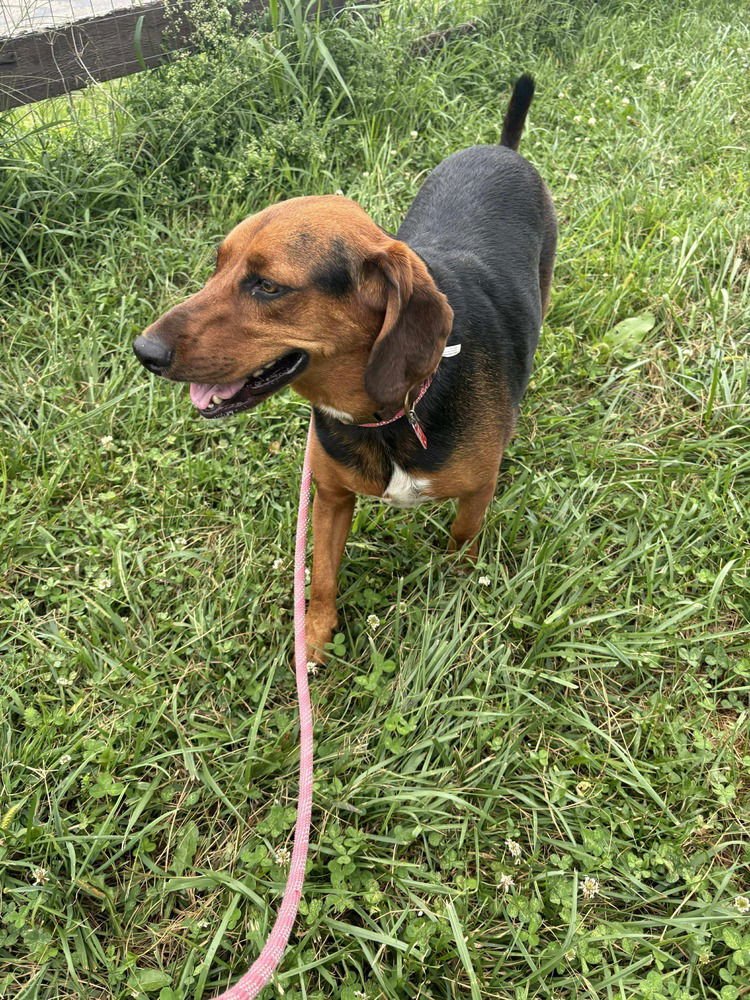 JACK - Black and Tan Coonhound available for adoption