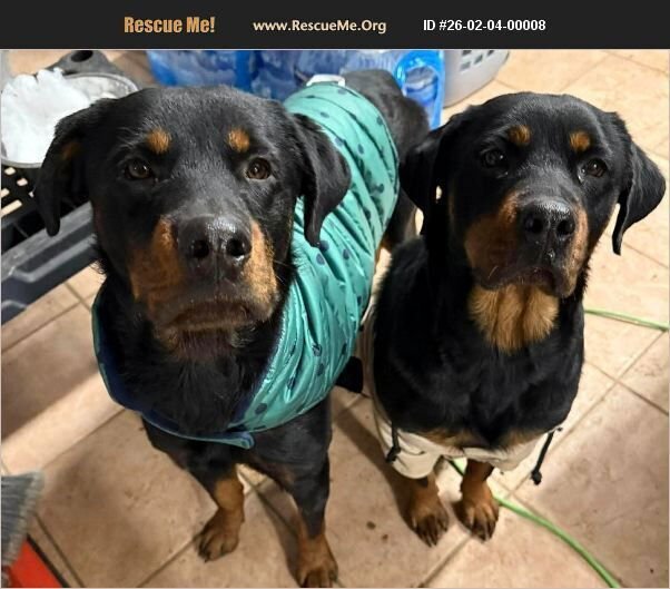 VICTOR & VAL - Rottweiler available for adoption
