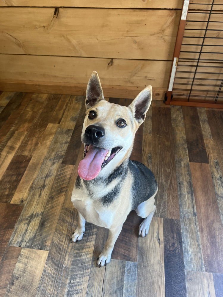 LUNA - German Shepherd Dog available for adoption