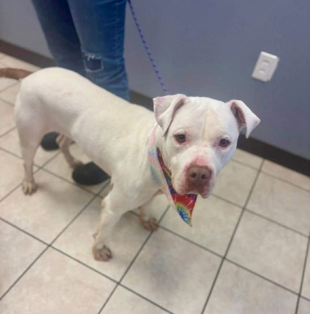 LACEY - Bull Terrier available for adoption