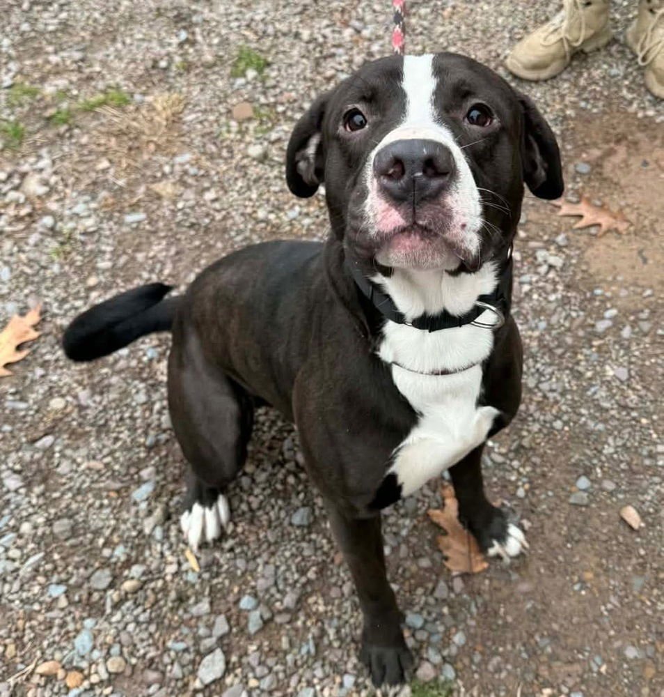 CASH - American Pit Bull Terrier available for adoption