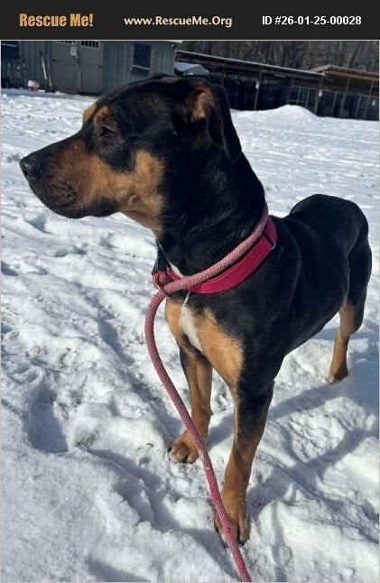 MACY - Rottweiler / Pit Bull Terrier available for adoption