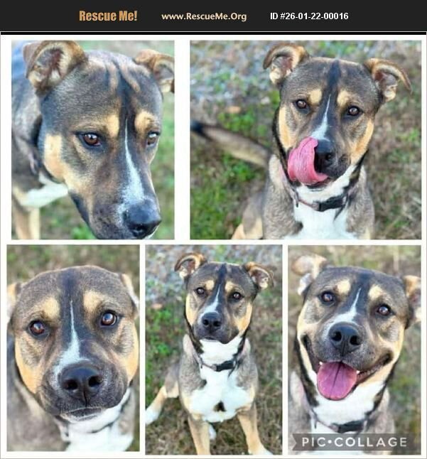JACKSON - Husky / Pit Bull Terrier available for adoption