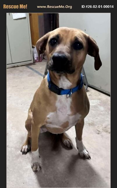 SOPHIA - Labrador Retriever / Pit Bull Terrier available for adoption