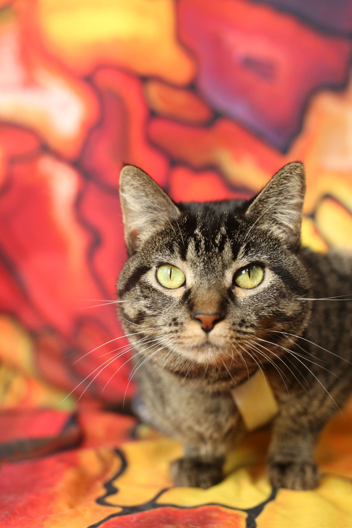 BINDALOO (2-LEGGED, DIAPERED) - Domestic Short Hair available for adoption