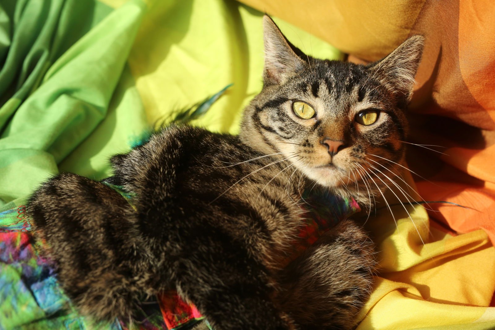 Bindaloo (2-legged, diapered) - Photo 3