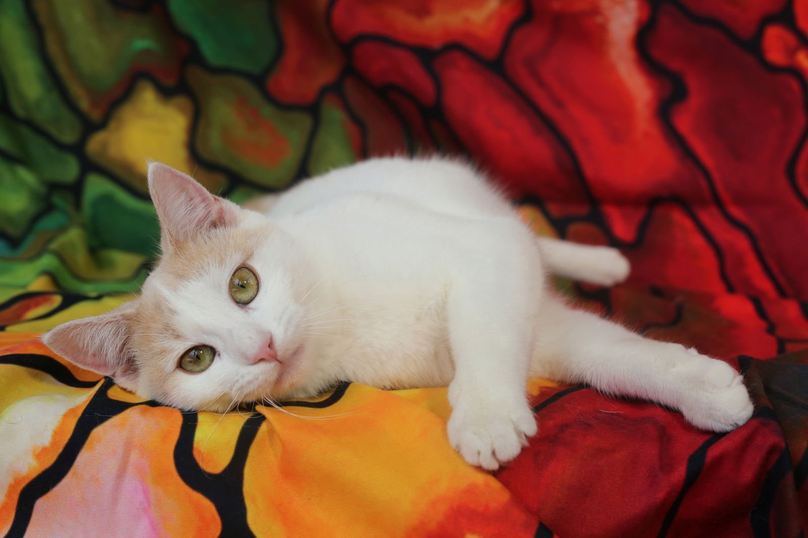 PAVILLY - Domestic Short Hair available for adoption