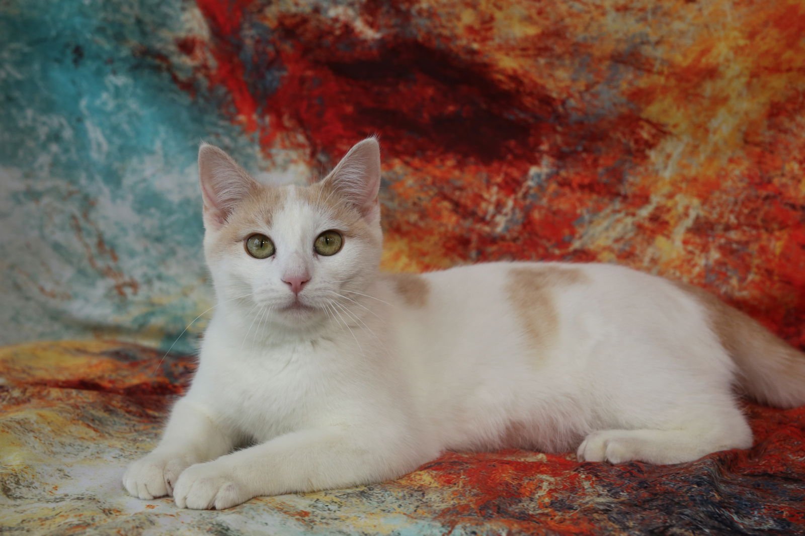 PAVILLY - Domestic Short Hair available for adoption