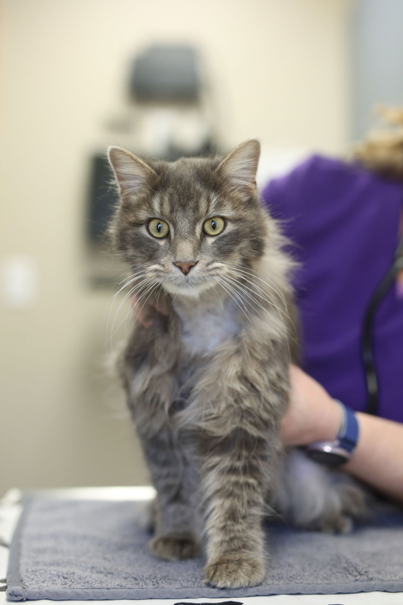 PURCELL - Domestic Medium Hair available for adoption