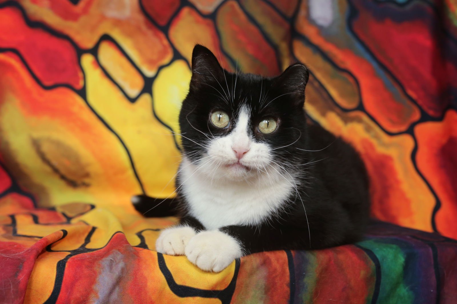 CHICKETT (3-LEGGED) - Domestic Short Hair available for adoption