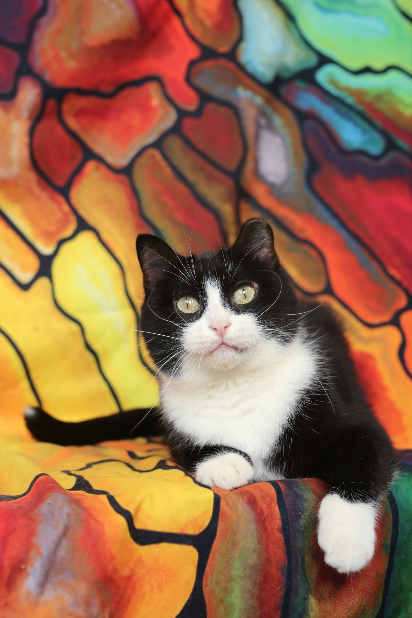 CHICKETT (3-LEGGED) - Domestic Short Hair available for adoption