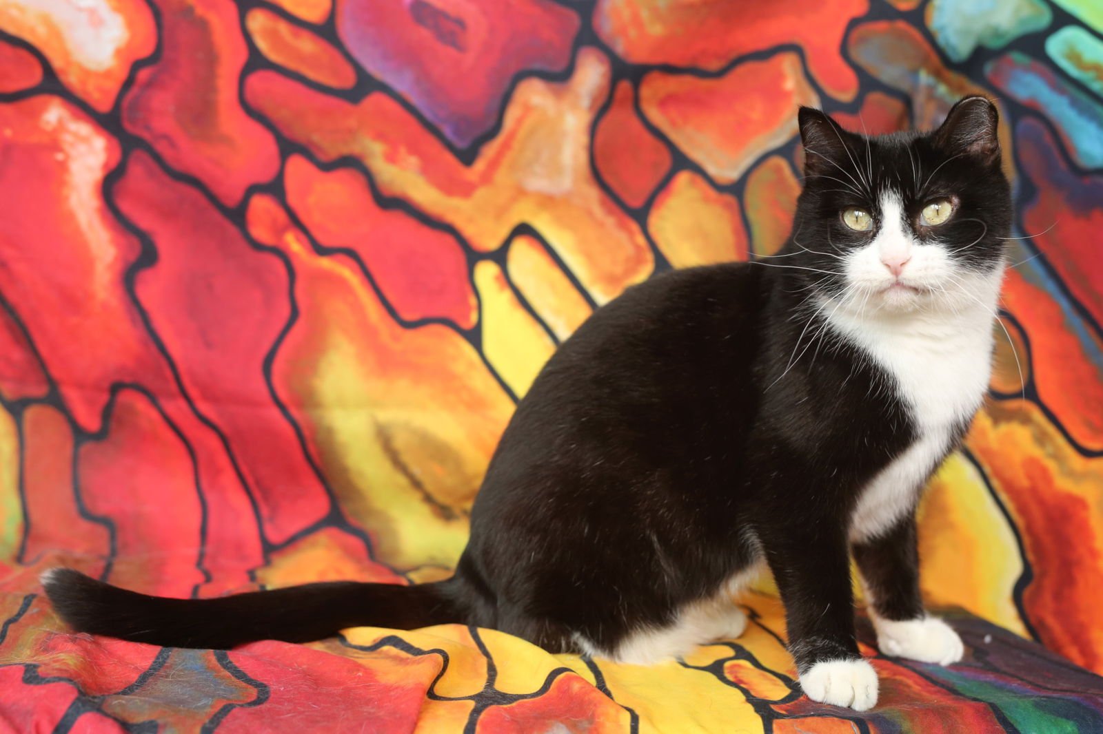 Chickett (3-legged) - Photo 3