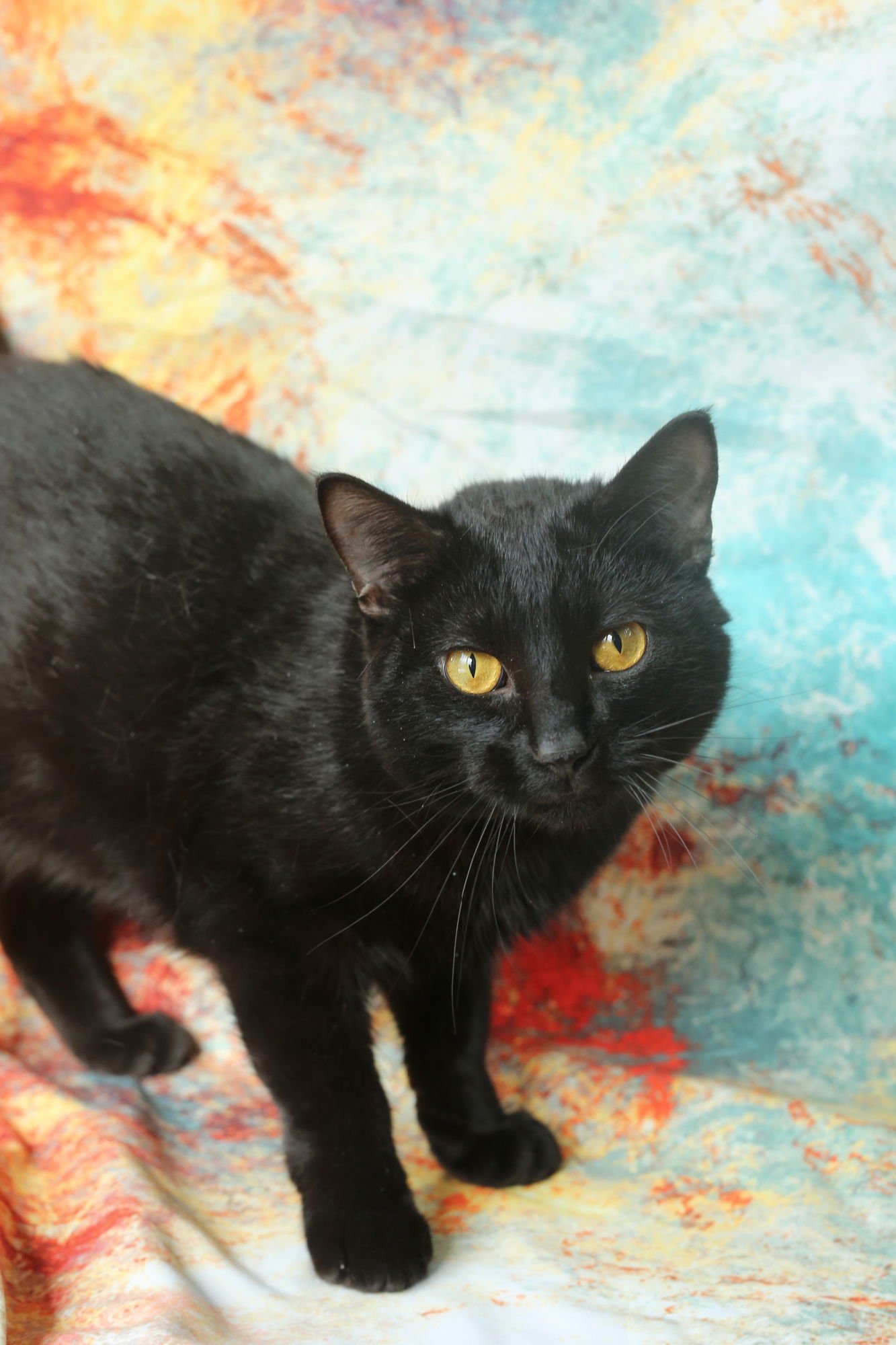 MANDU - Domestic Short Hair available for adoption