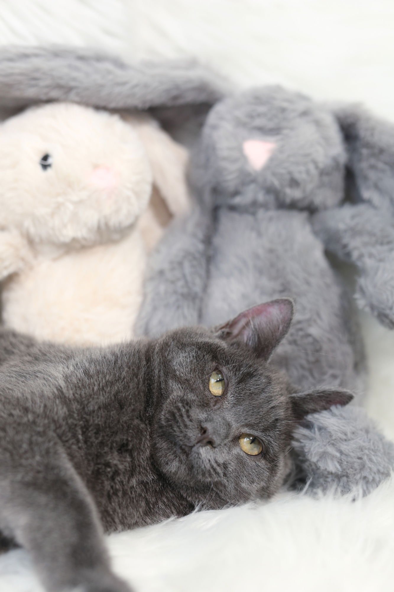 REGGADA (CONGENITALLY IMPAIRED) - Domestic Short Hair available for adoption