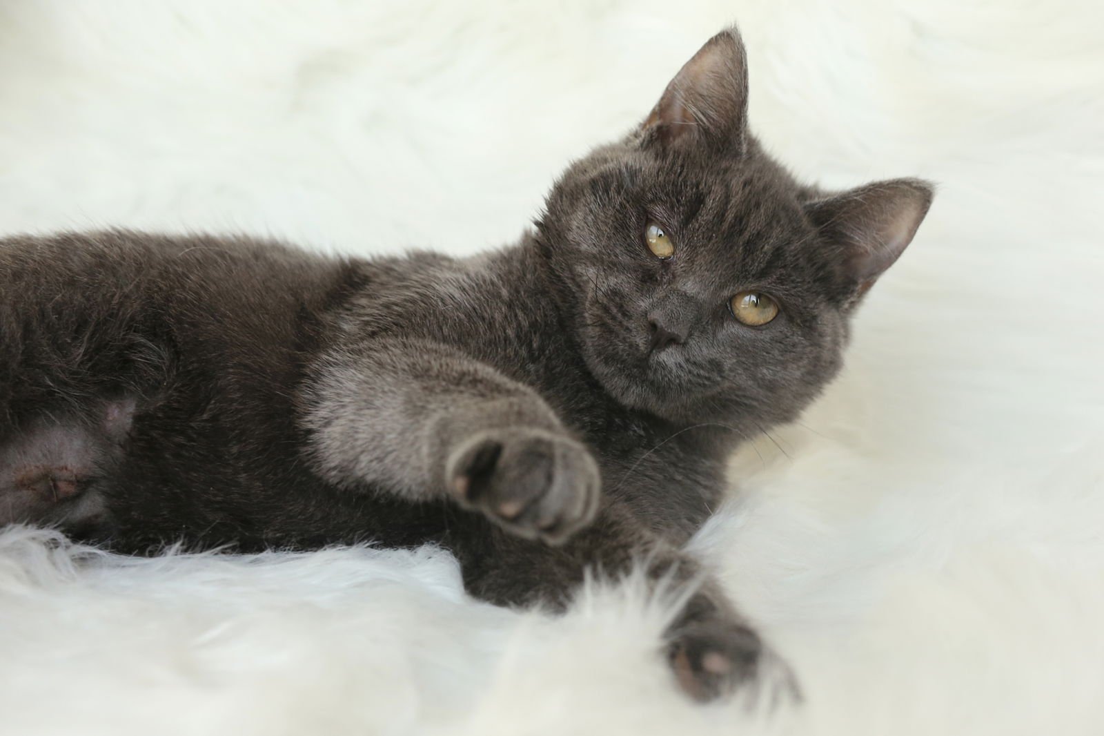 Reggada (congenitally impaired) - Photo 4