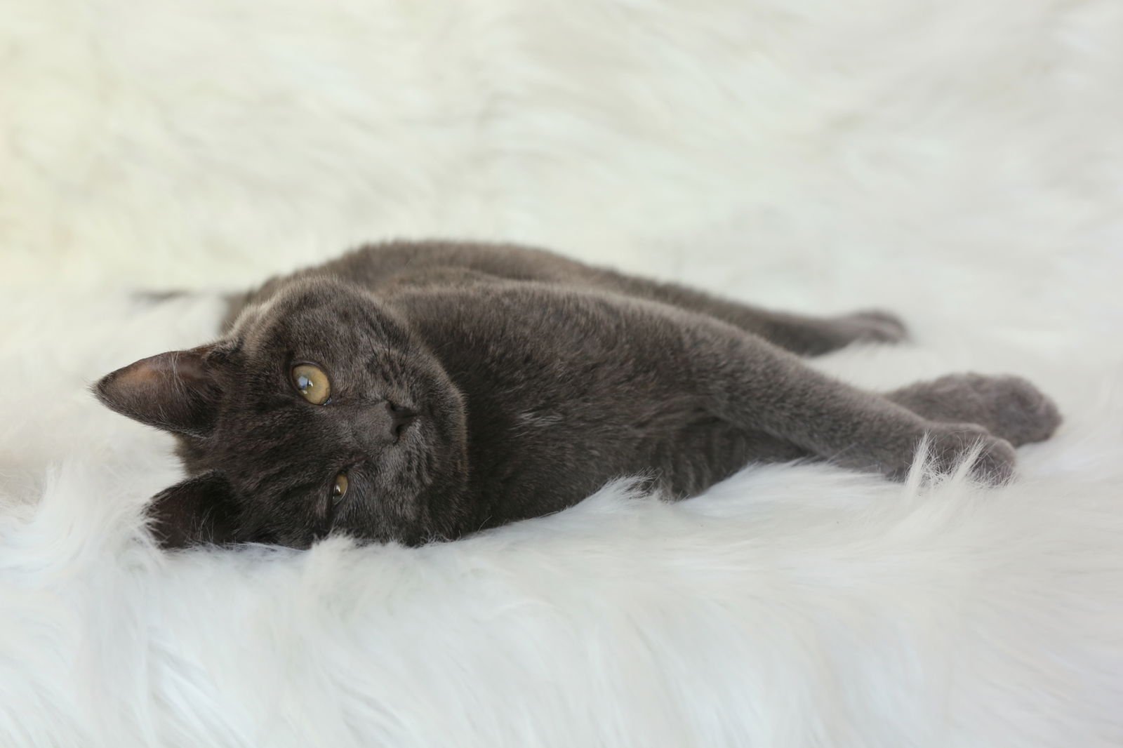 Reggada (congenitally impaired) - Photo 5