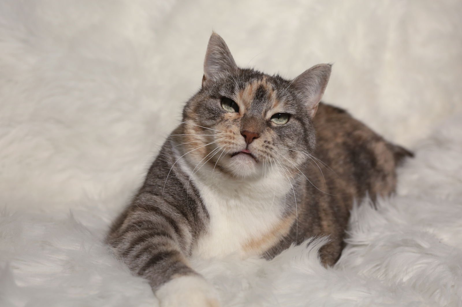 AMITY & WYSE - Domestic Short Hair available for adoption