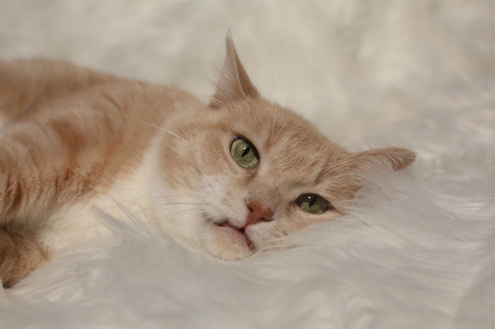 Amity & Wyse - Photo 4